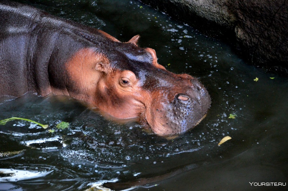 Бегемот на колесах