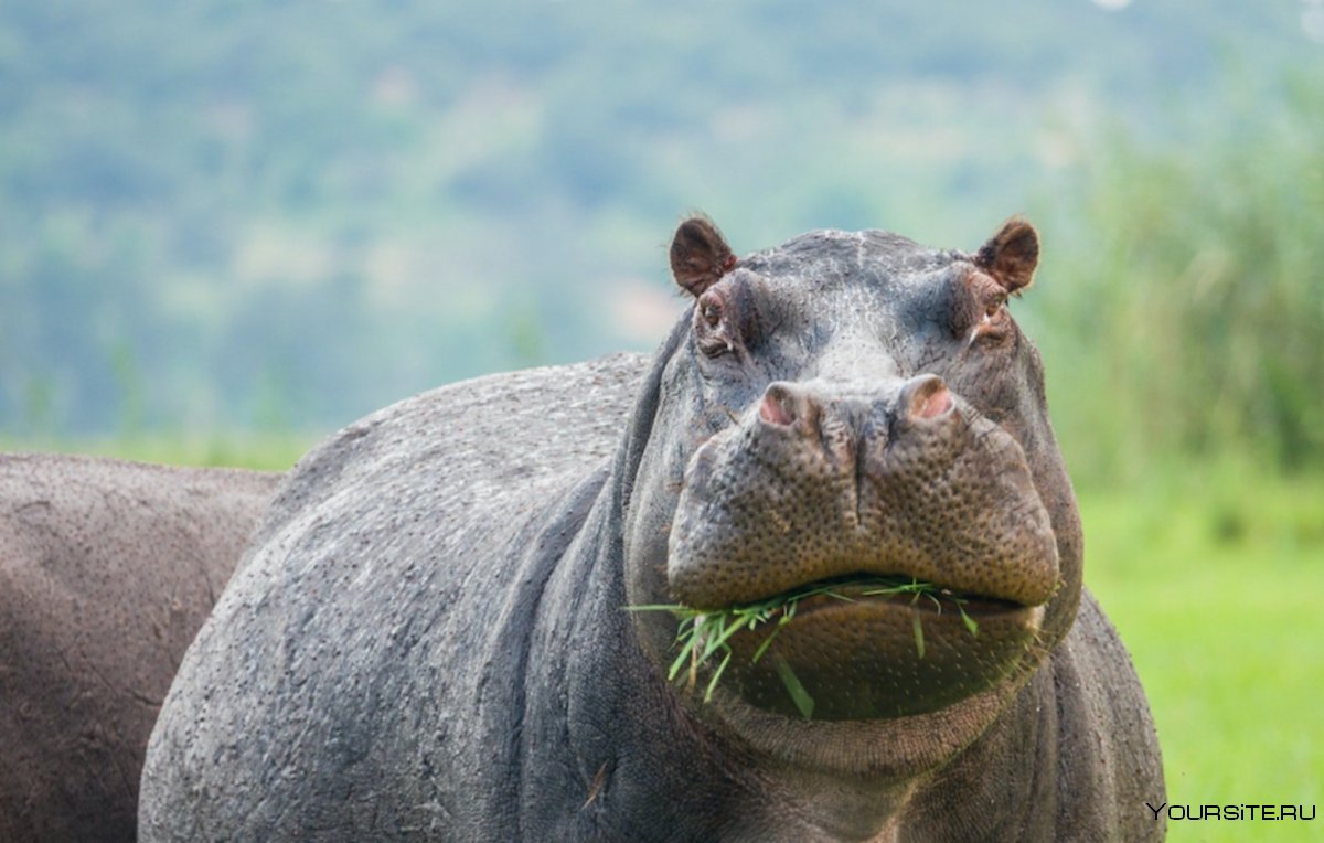 Машина Бегемотик