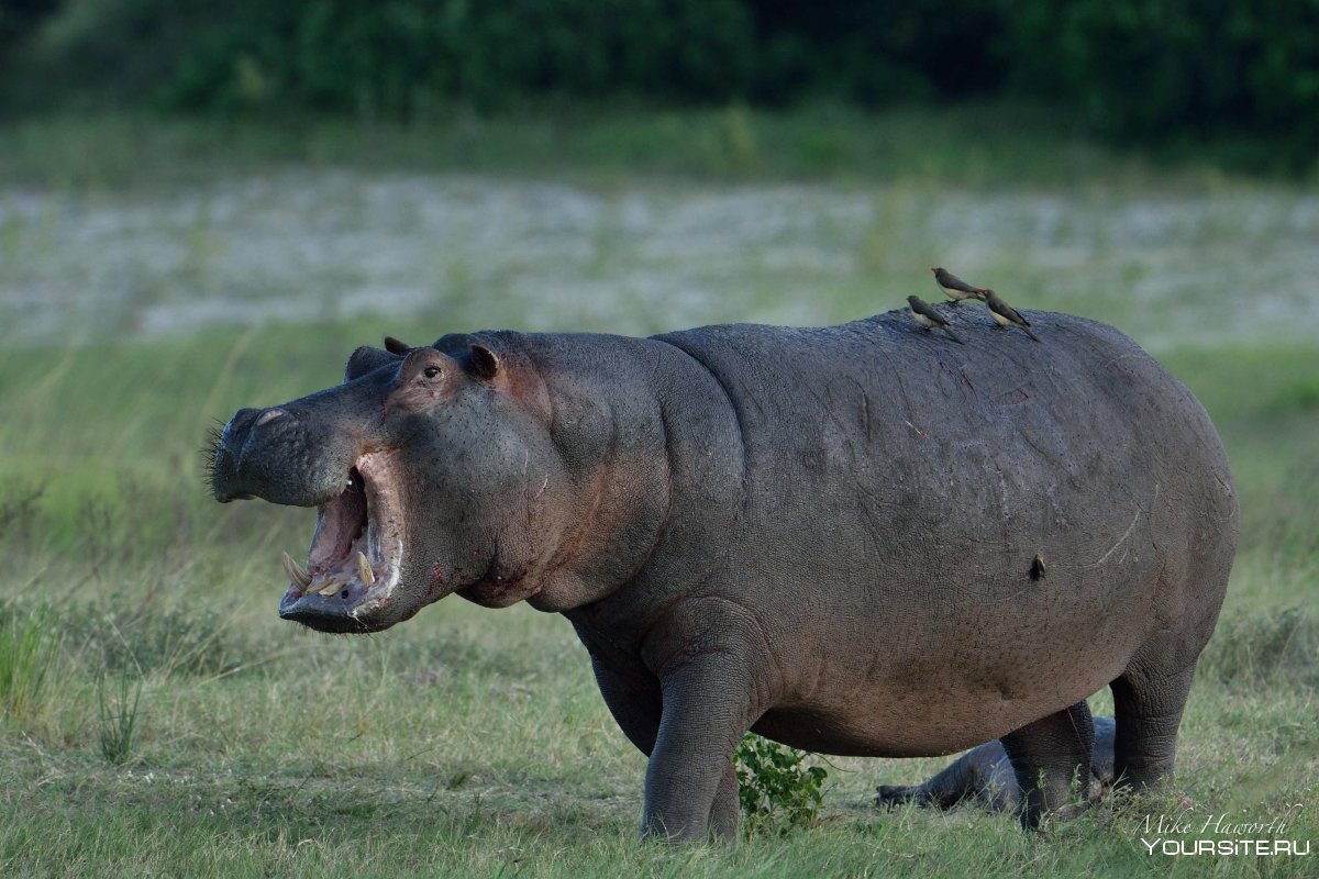 Бегемот авто