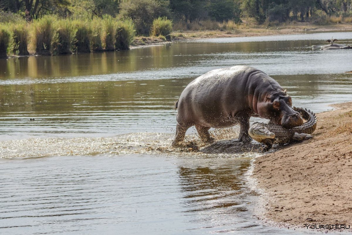 Бегемот Евпатория