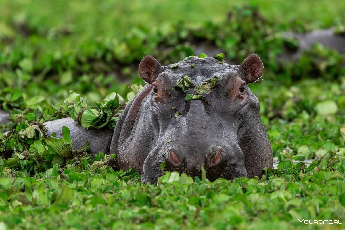 Гавайи гиппопотам