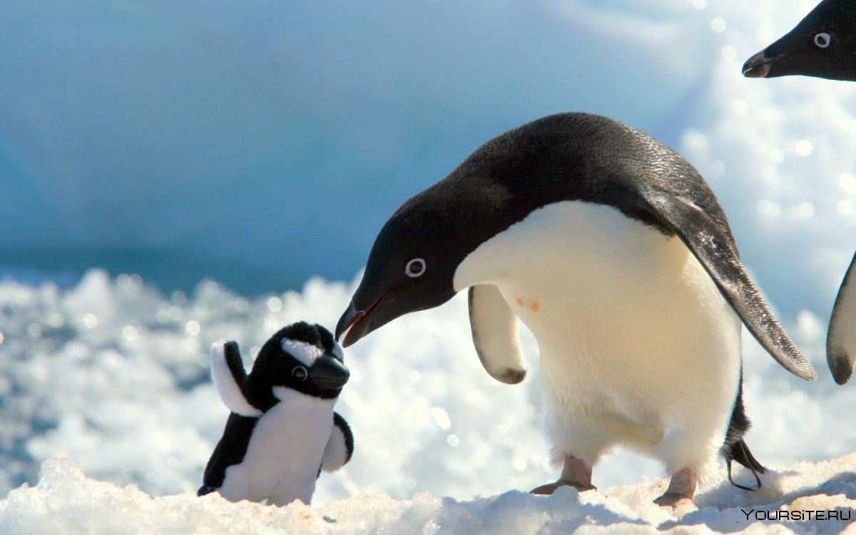 ВВС пингвины