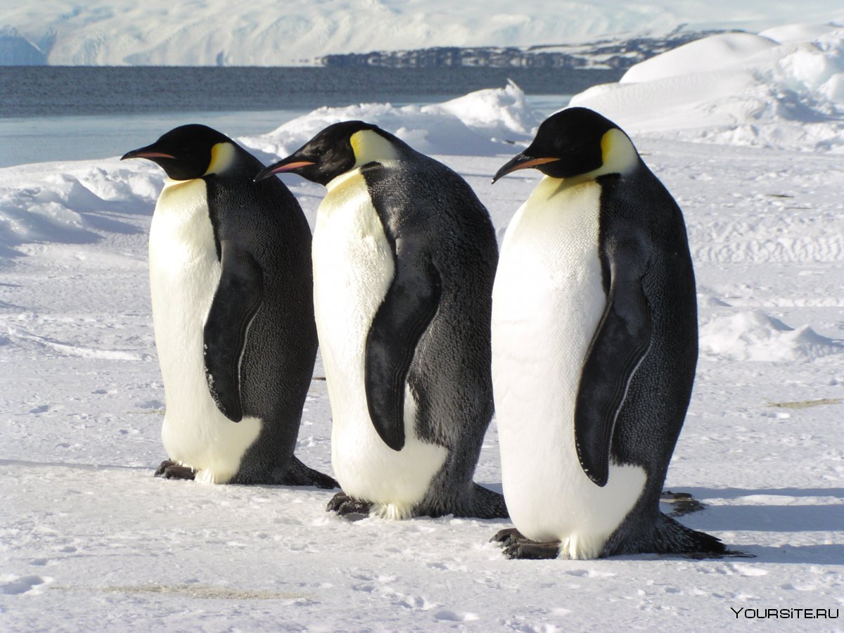 Антарктический малый Пингвин