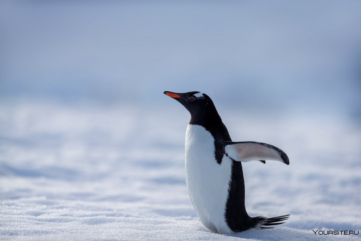 Пингвины на льду