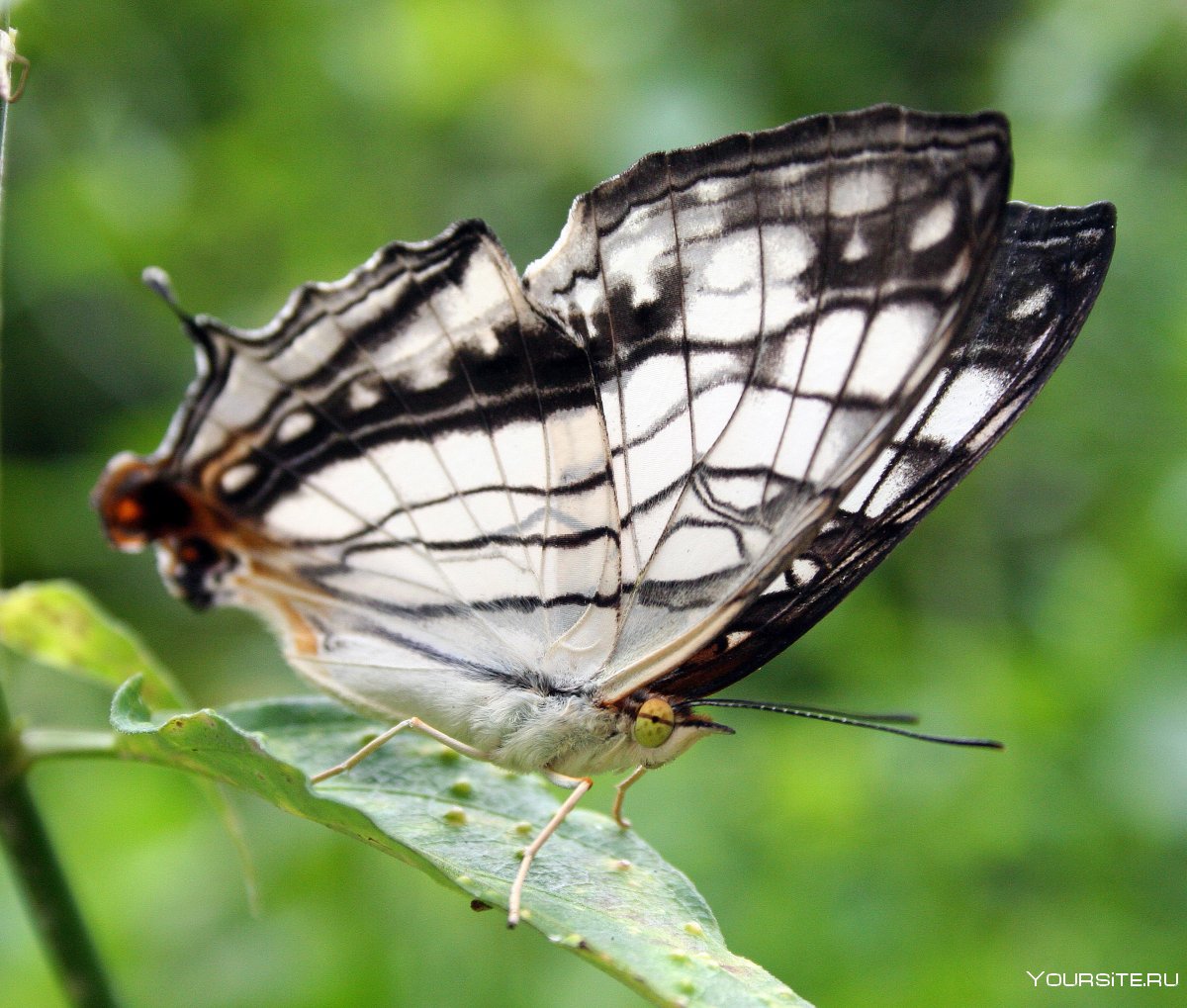 Papilio Mint
