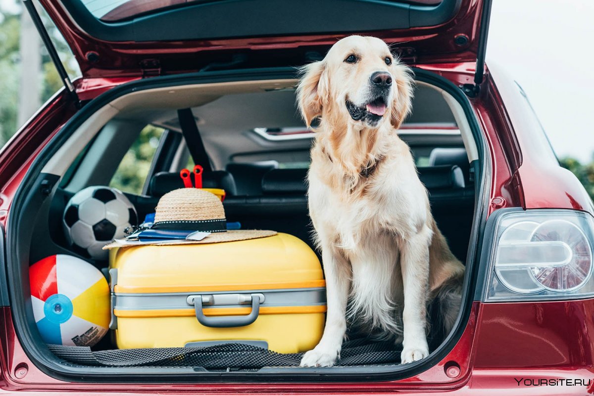 Путешествие с собакой на машине