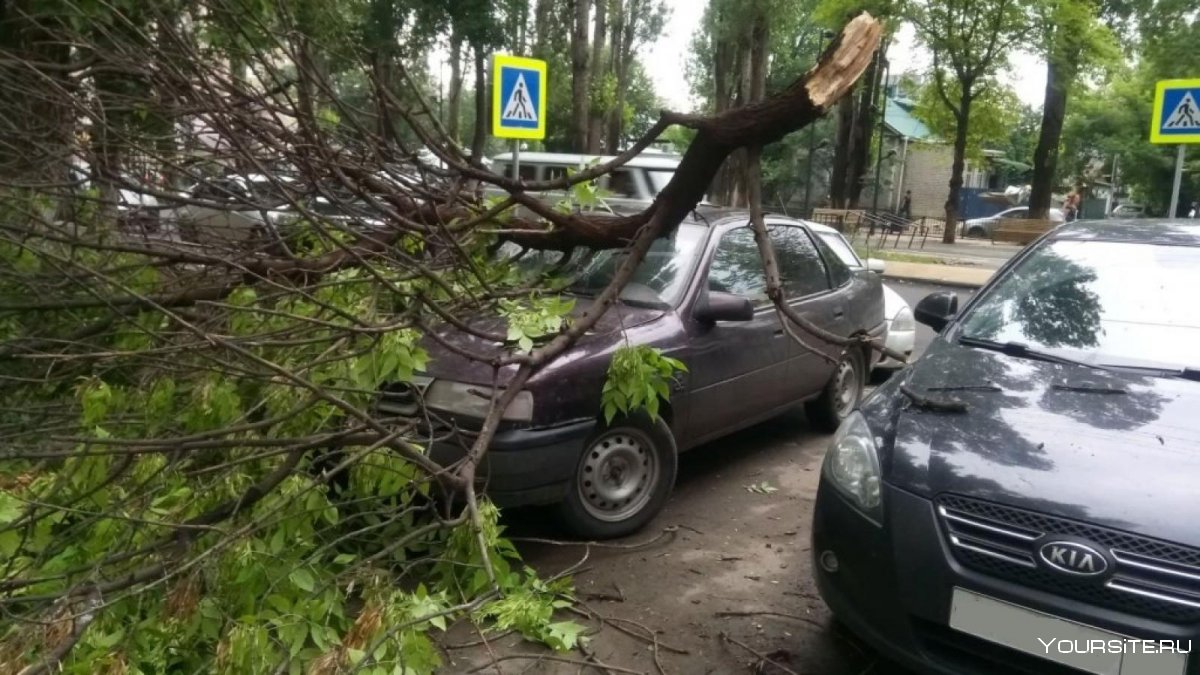 Упавшее дерево на машину