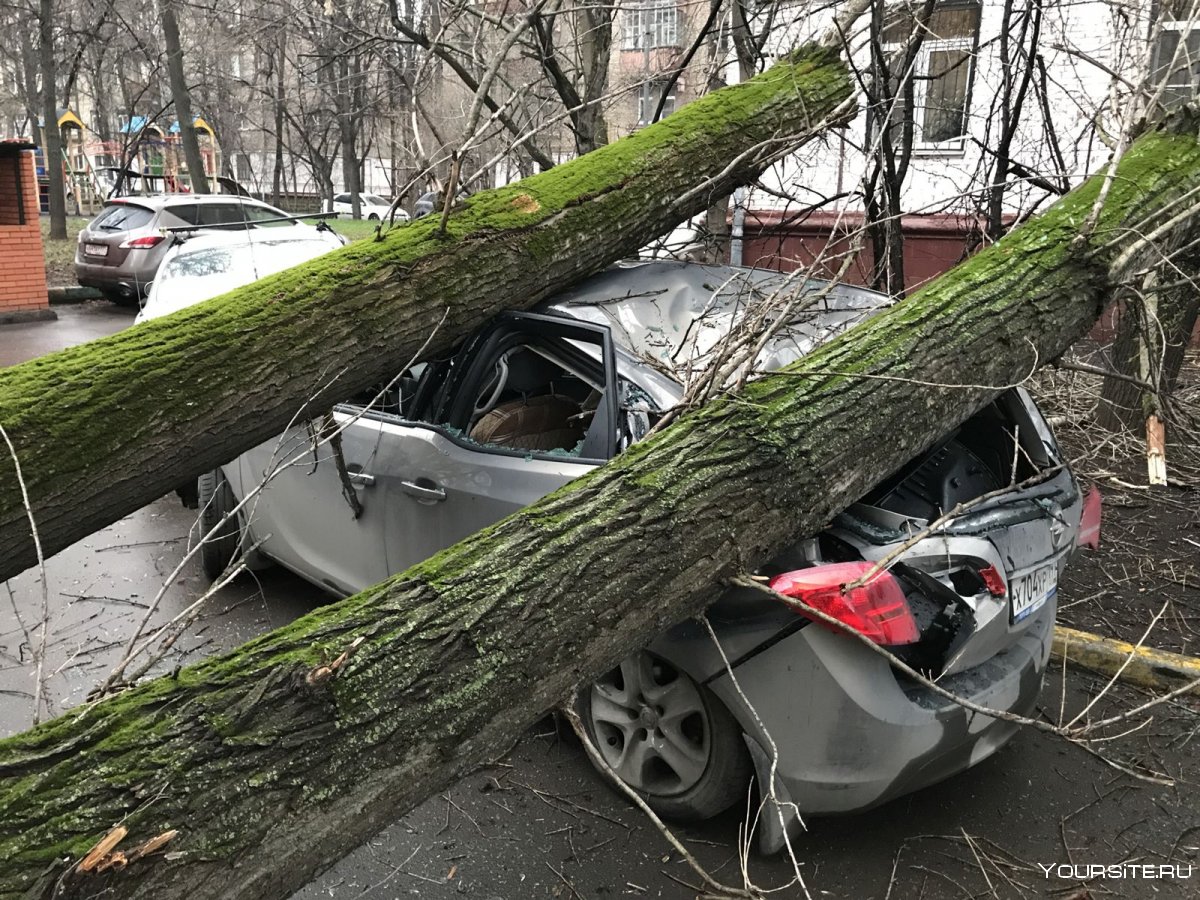 Падение дерева на автомобиль