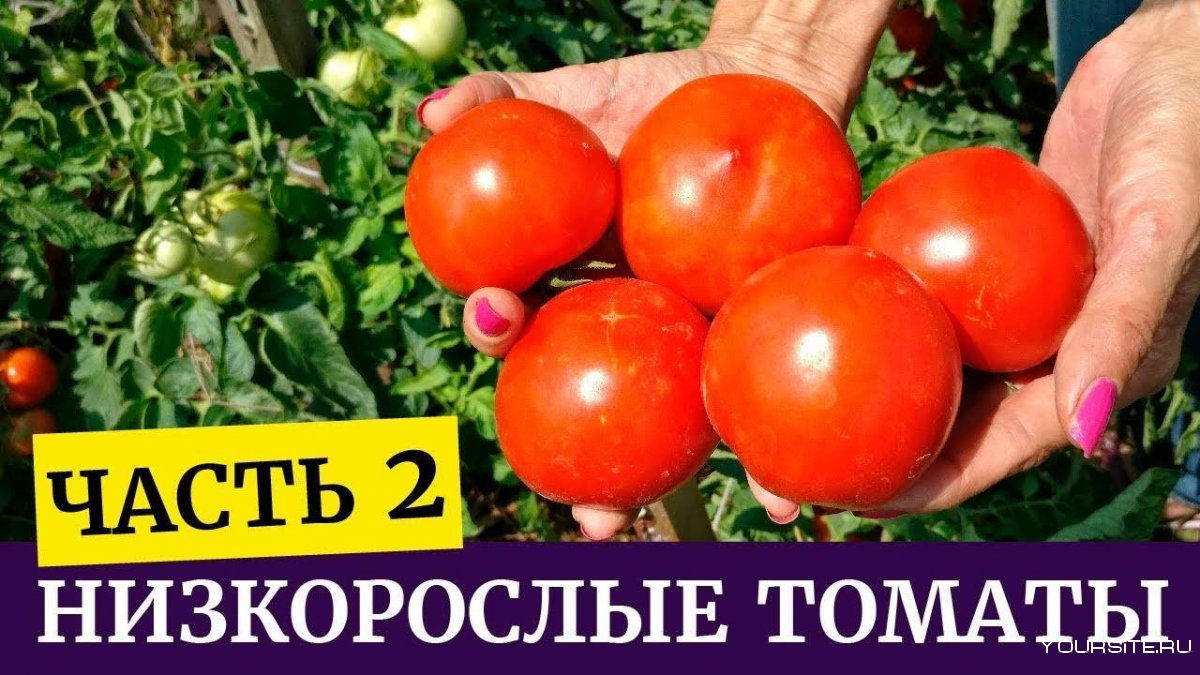 Сорта томатов Пинк Парадайз