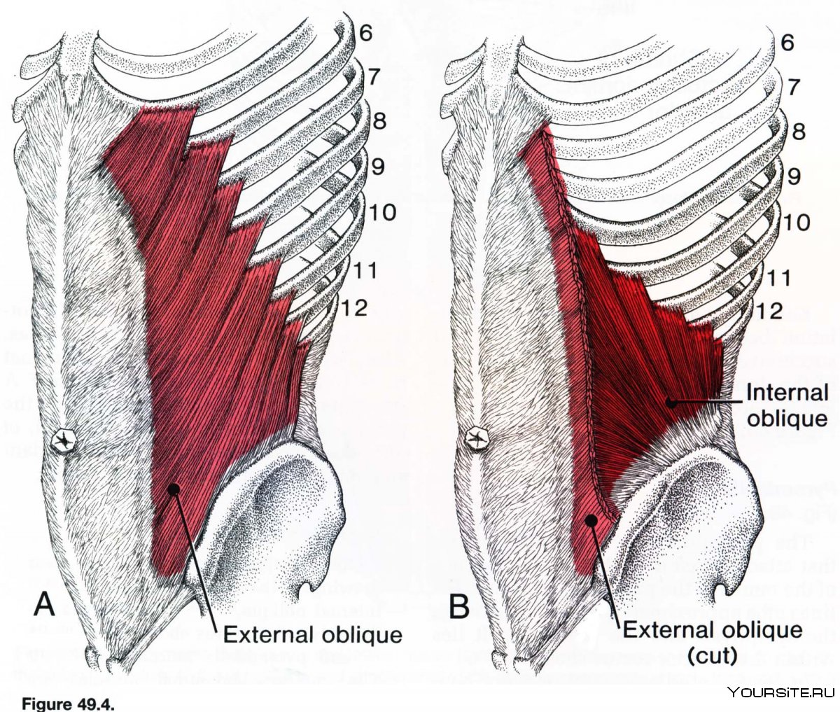 Косые мышцы живота анатомия и функции