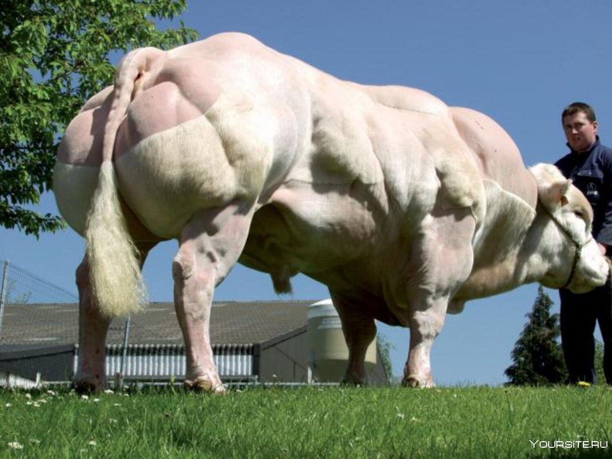 Самый накаченный бык в мире