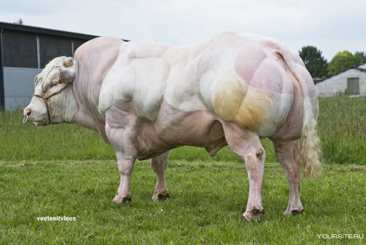 Генномодифицированный бык