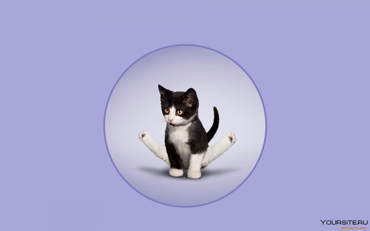 Позы животных