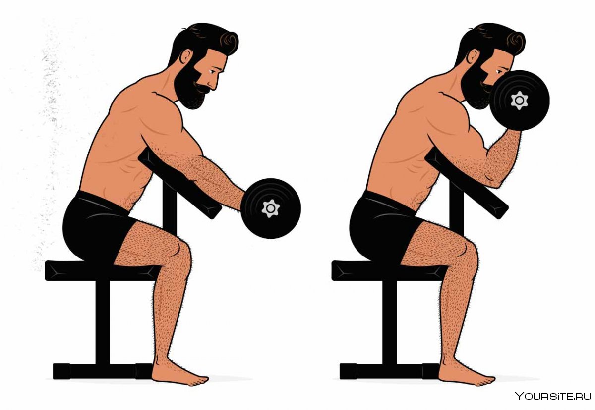 Концентрированные подъёмы на бицепс