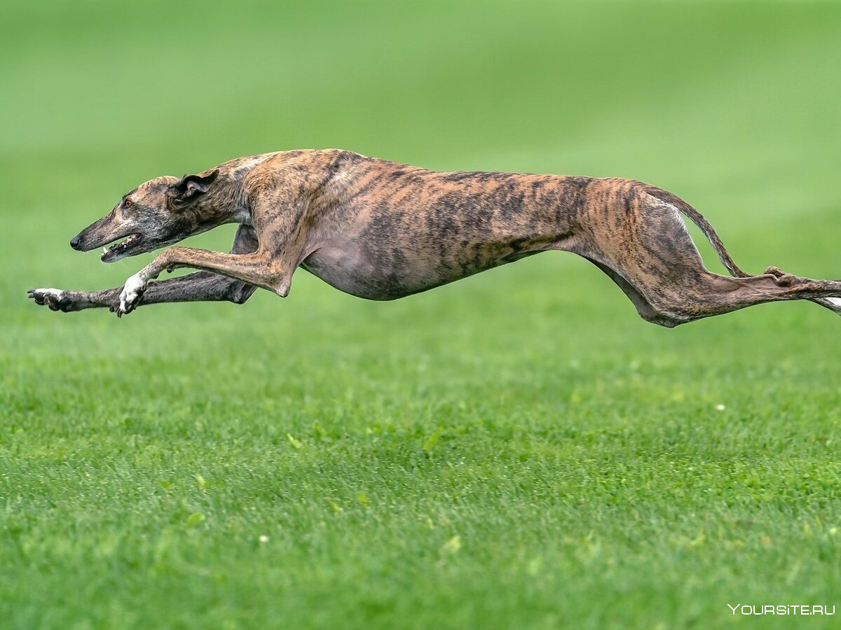 Фото собаки которая бежит на зеленом фоне
