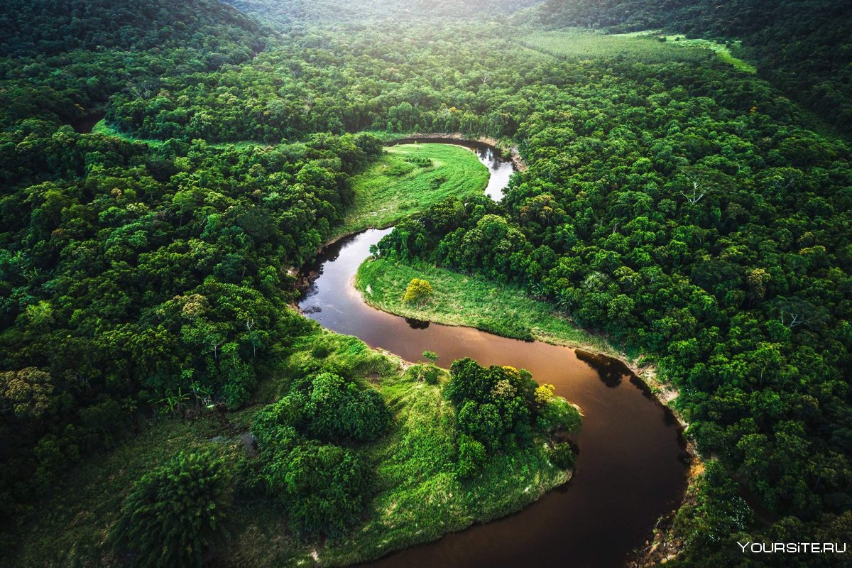 Сельва амазонки Бразилия