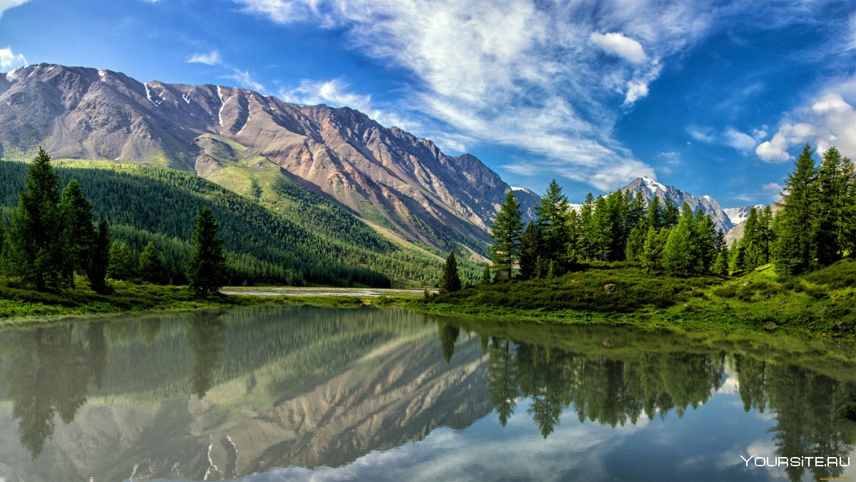 Лес горы Алтай