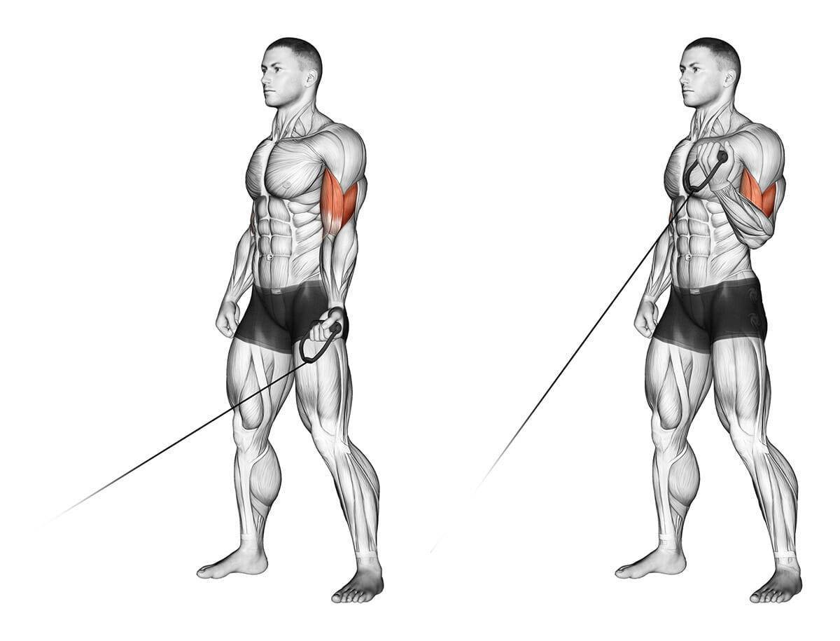 Cable straight Arm Pulldown