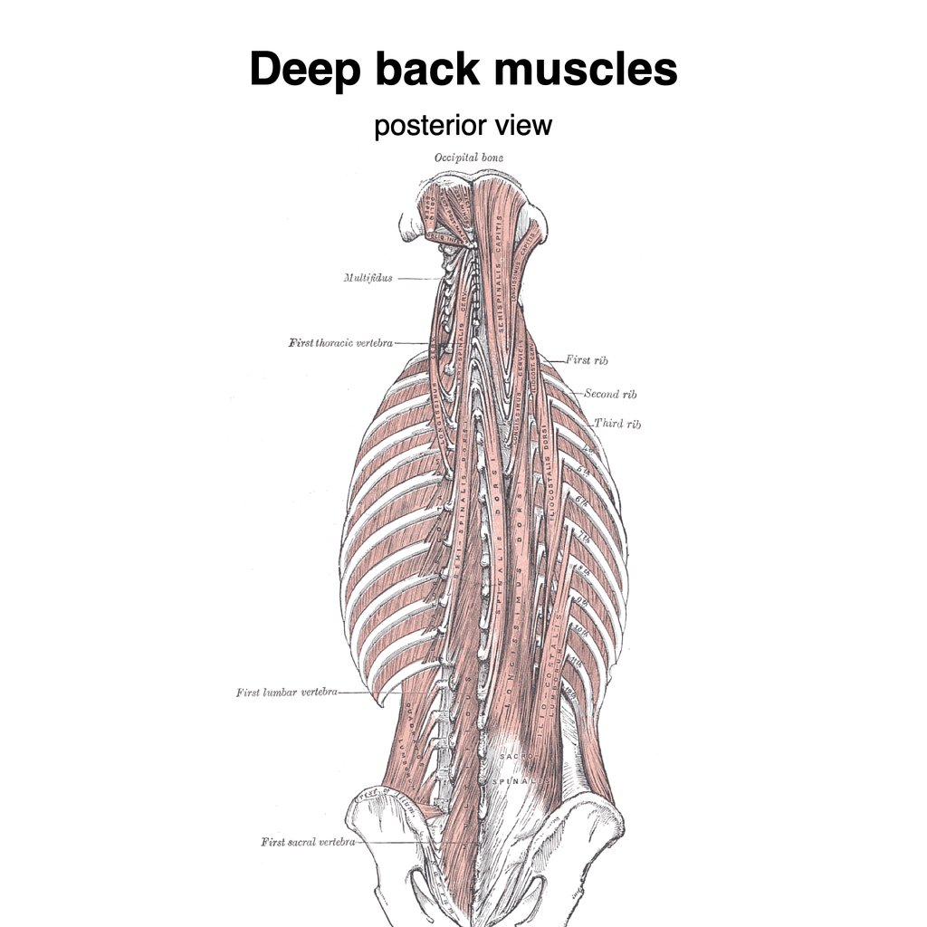 Поперечно-остистые мышцы (mm. Transversospinales)