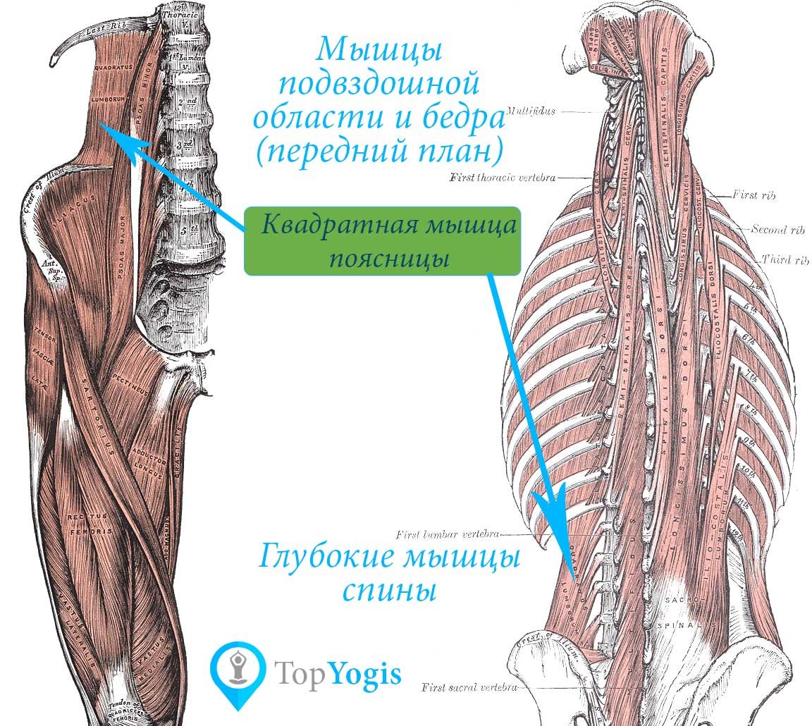 Квадратная мышца поясницы анатомия функции