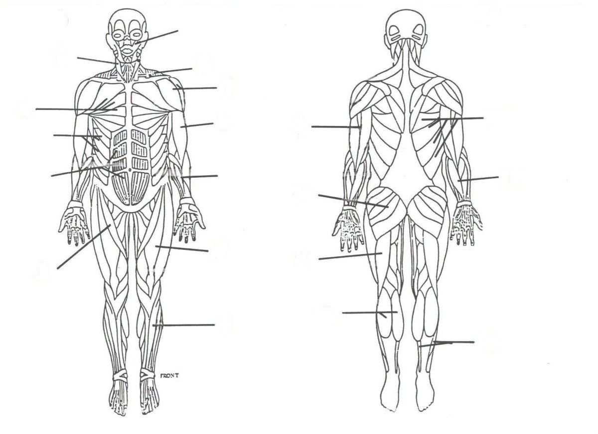 Скелетные мышцы анатомия