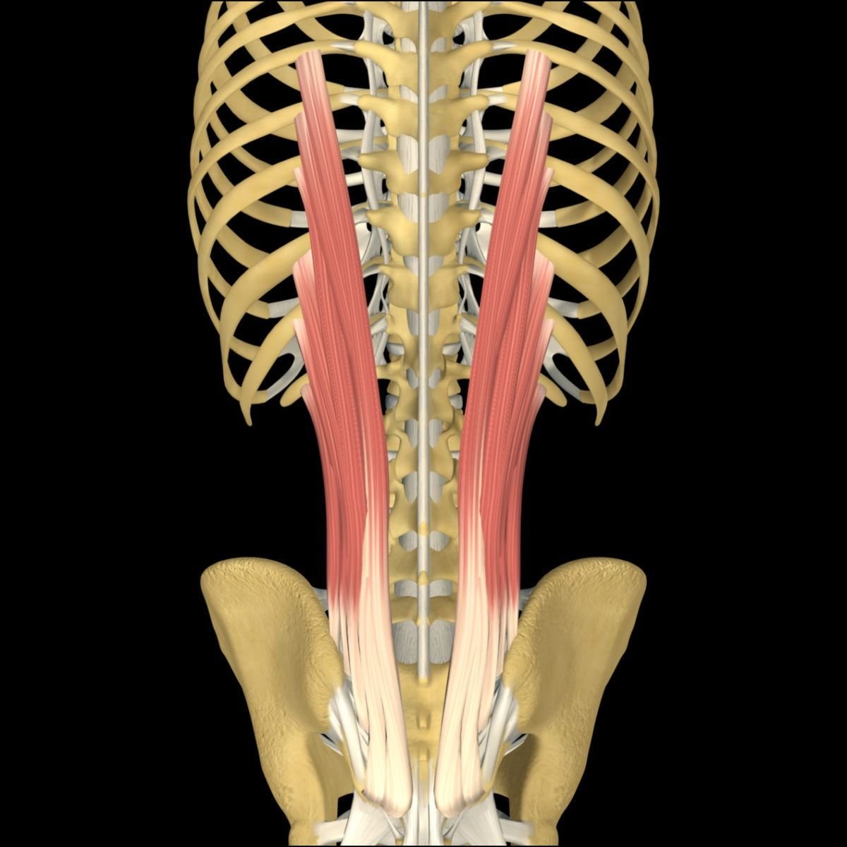 M Erector Spinae анатомия