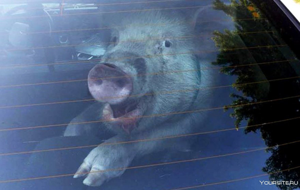 Свинка в машине