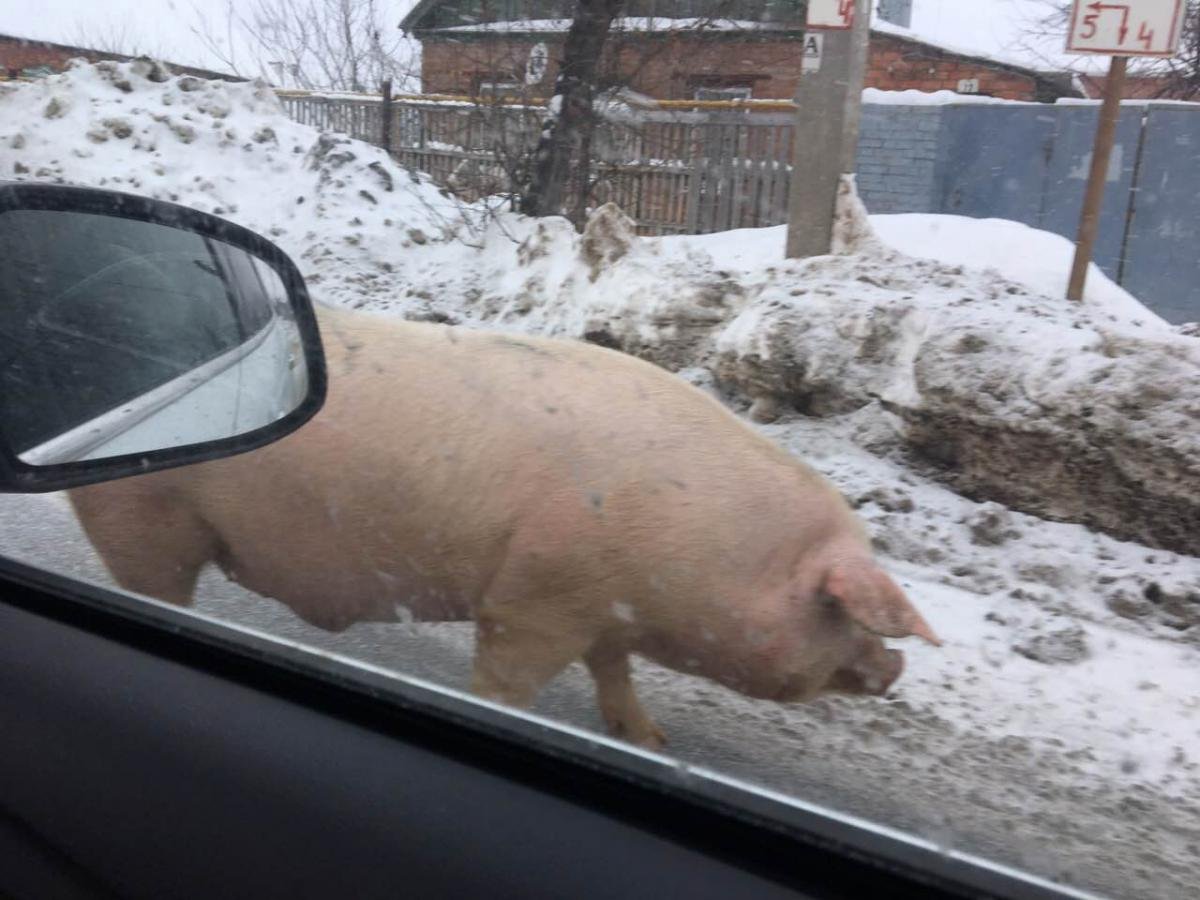 Свинья в городе зимой