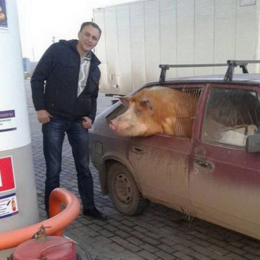 Авто свинья