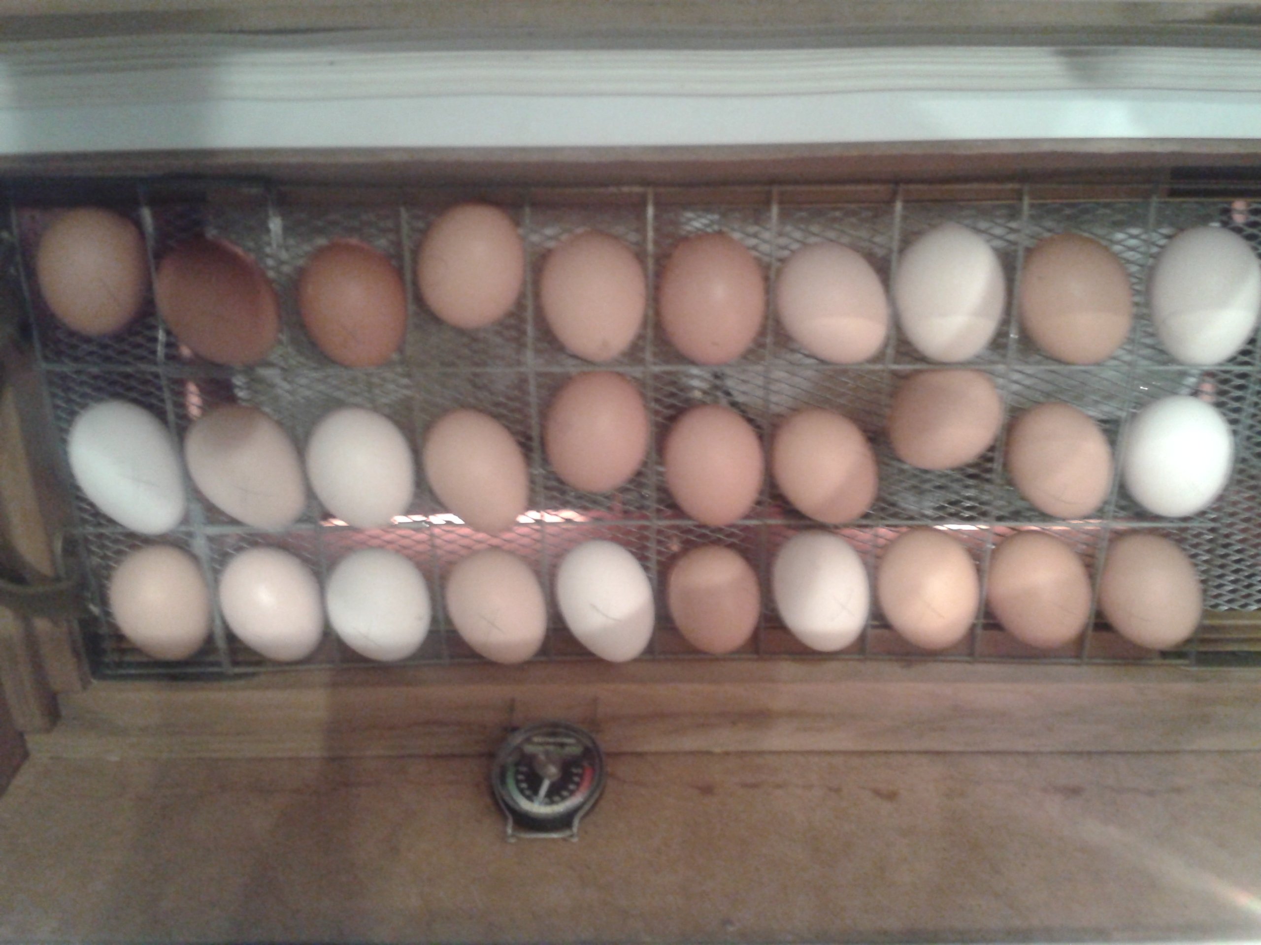 Утиные яйца в инкубаторе условия. Рахим ильмахумов инкубация яиц. Инкубатор для инкубации яйца марки авиа 128. Амадина инкубация яйца. Инкубация яиц ИП Какурин.