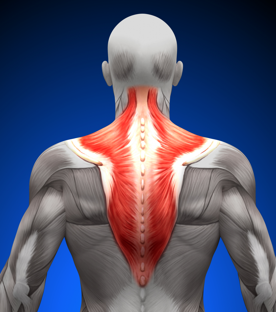Трапециевидная мышца 3д. Мышцы спины. Спина человека анатомия. Трапециевидная мышца шеи.