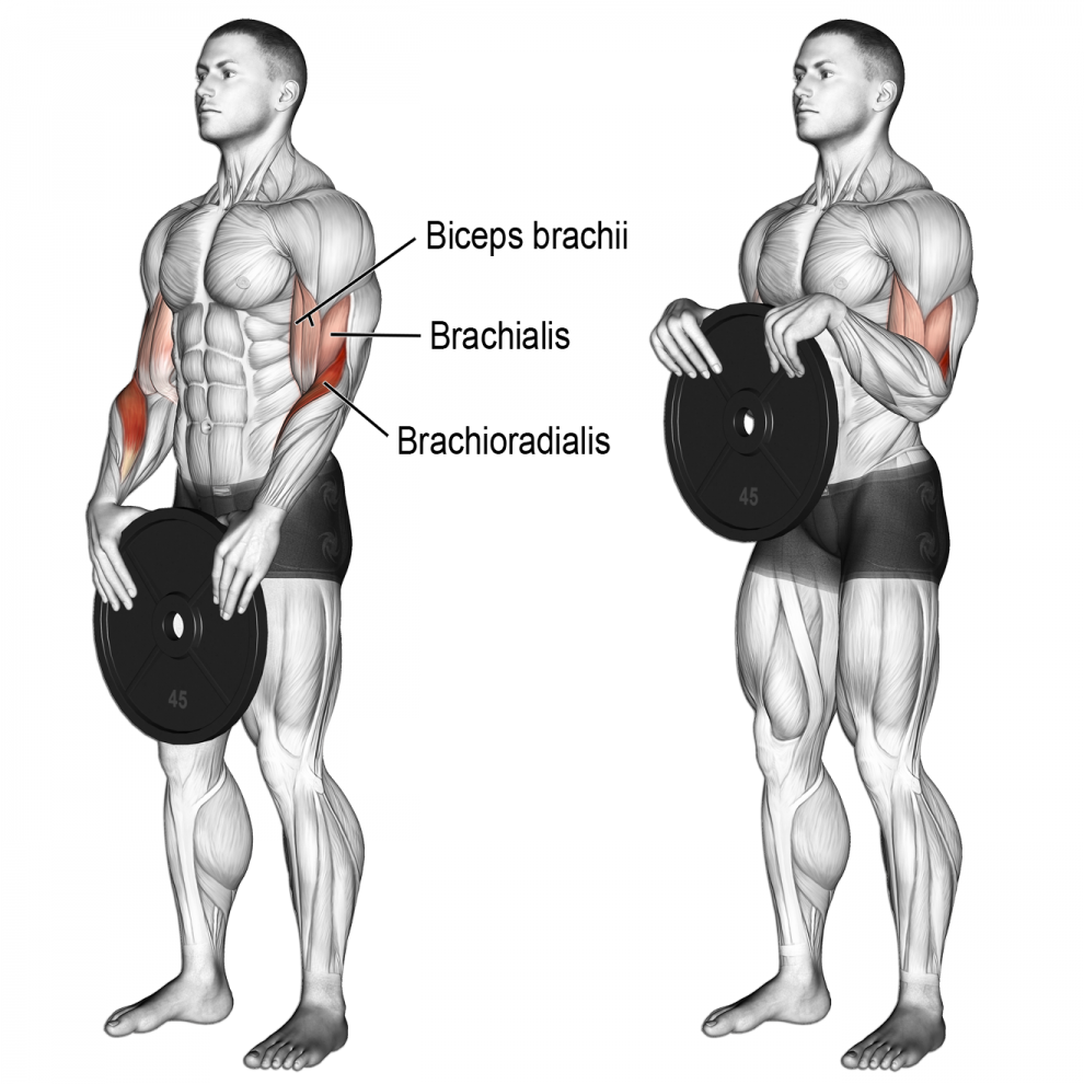 Брахиалис предплечья мышца. Брахиалис мышца упражнения. Упражнения на брахиалис бицепса. Гантели брахиалис упражнения.