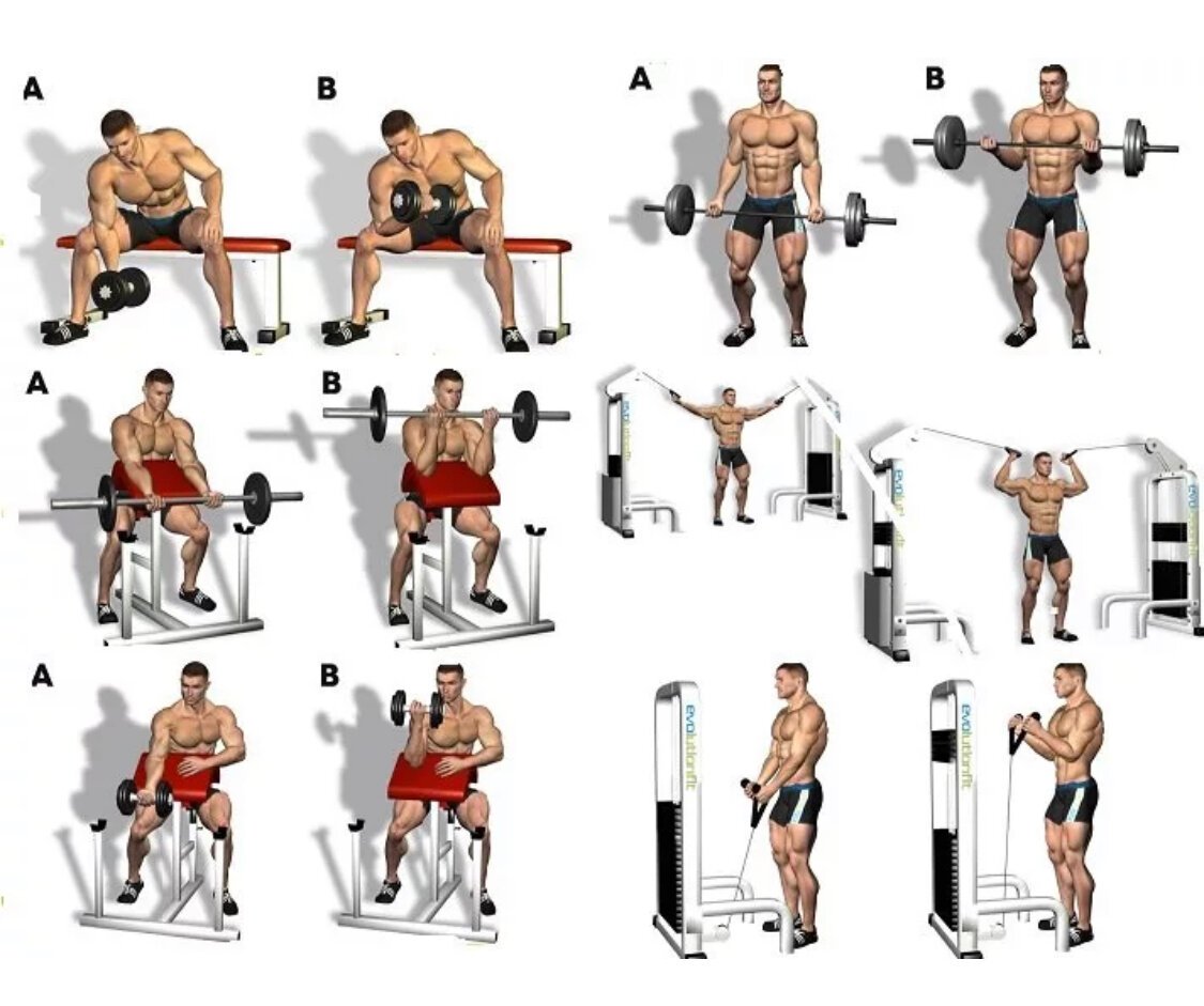 Упражнения на бицепс мышцы для мужчин в тренажерном зале