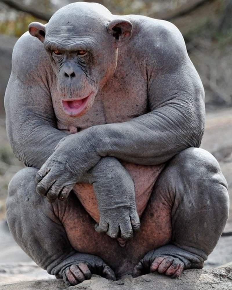 Прямоходящая горилла
