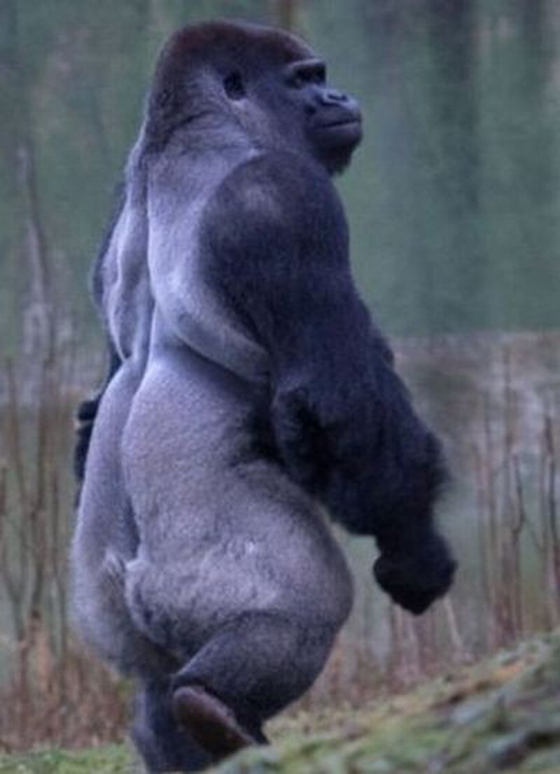 Накаченная горилла