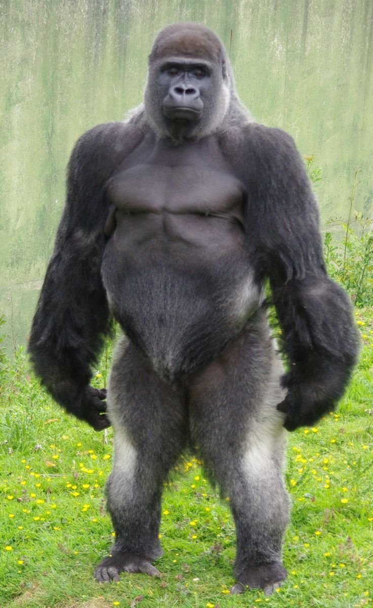 Сильвербэк горилла