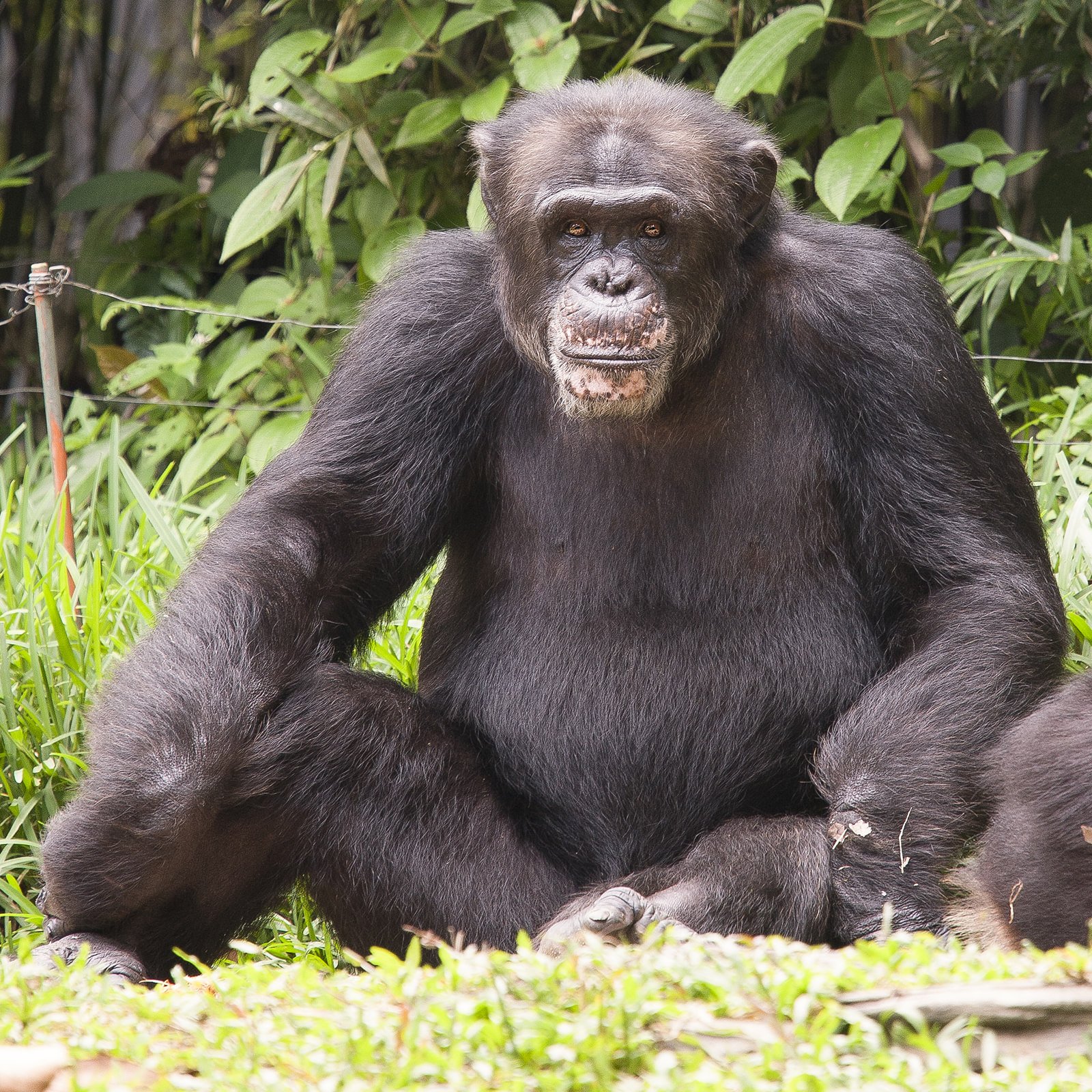 Большая разновидность. Большая обезьяна. Огромная обезьяна. Гигантская обезьяна. Самая большая горилла.