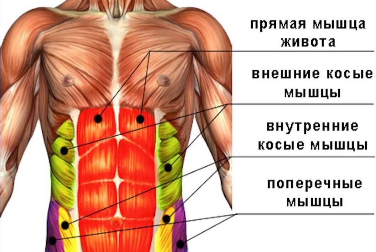 Переднебоковая стенка живота мышцы