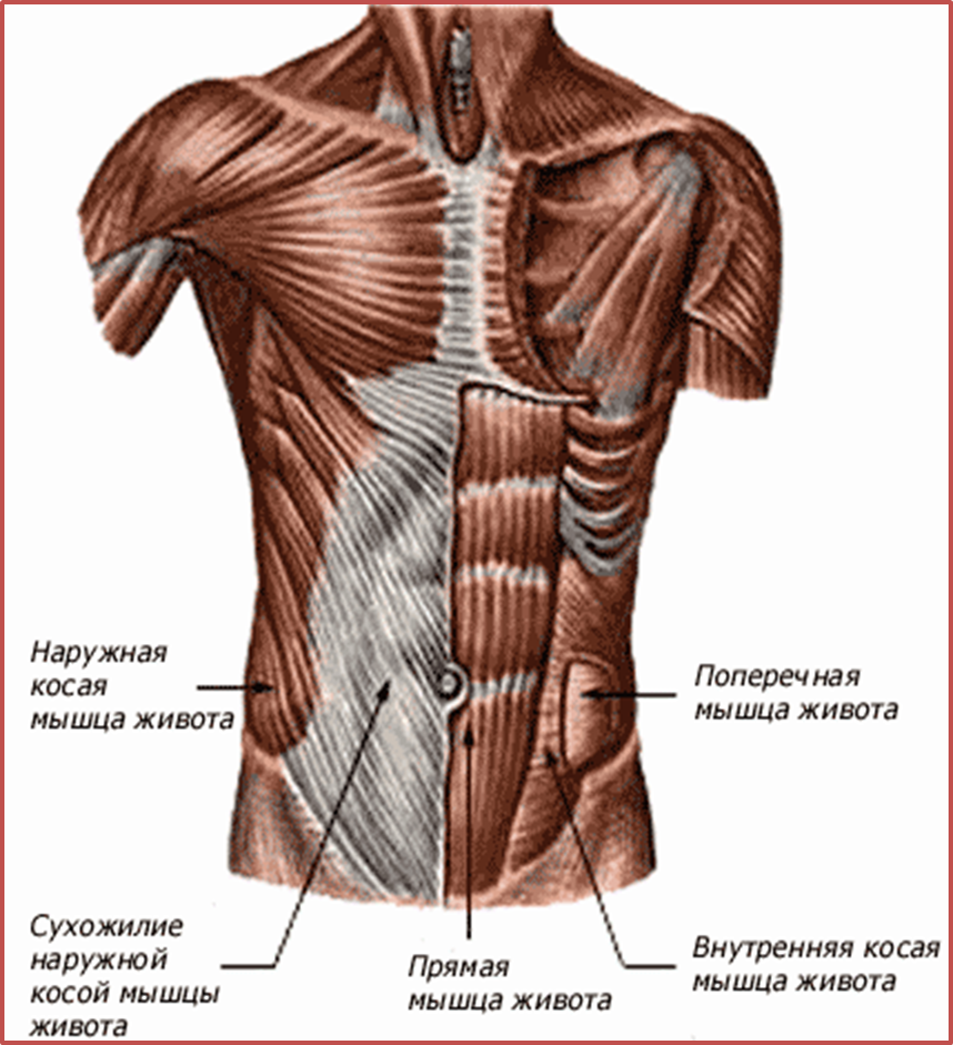 Мышцы передней стенки живота анатомия