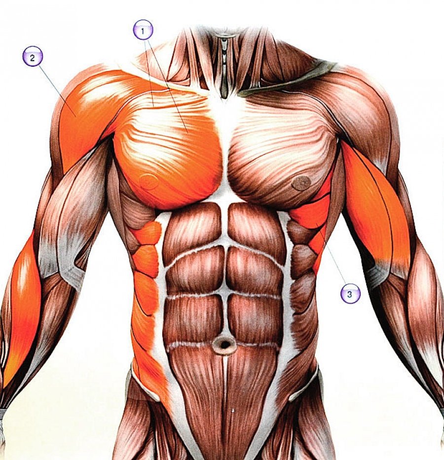 Мышцы кора анатомия