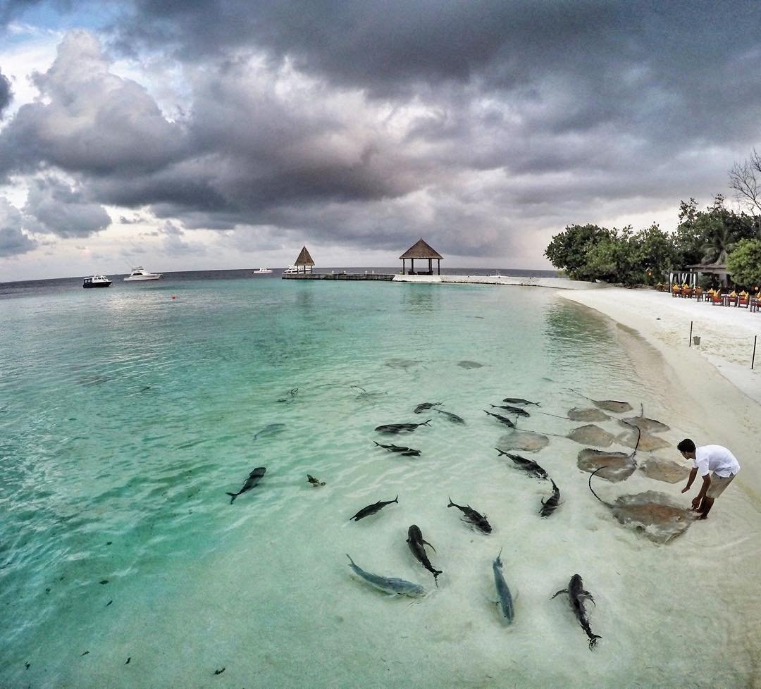 Рыбки риф Мальдивы