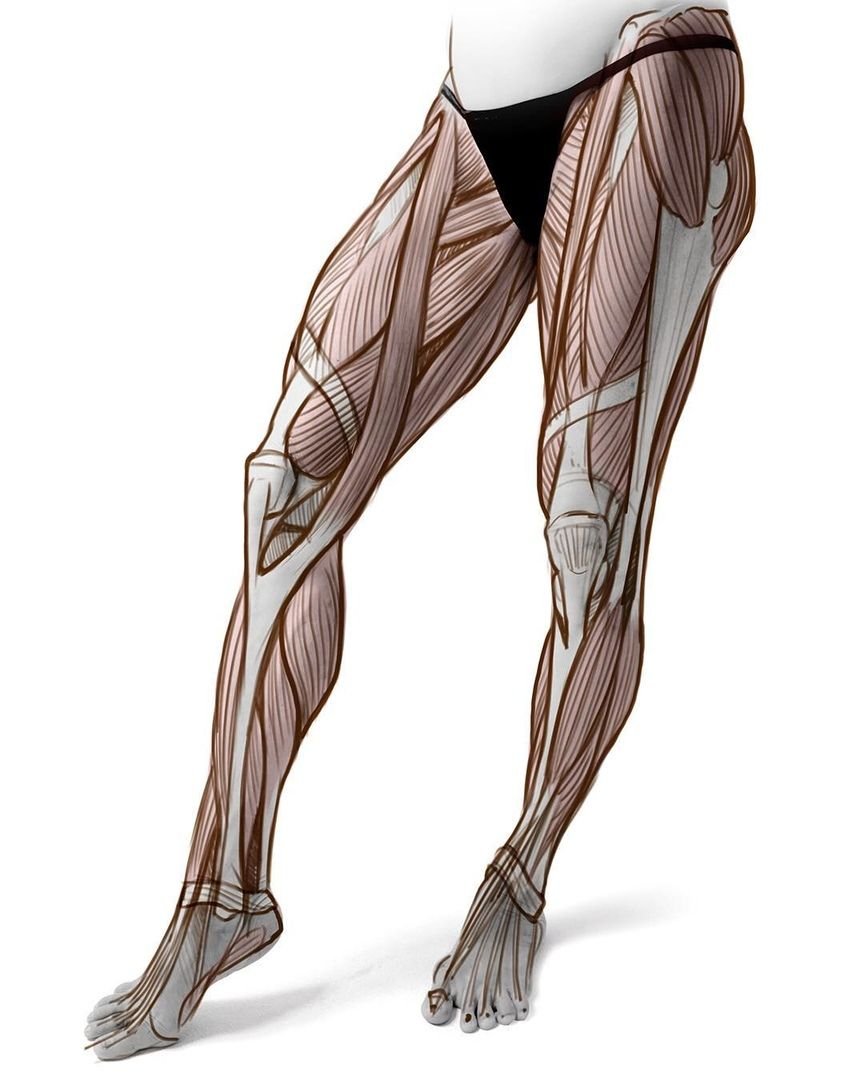 Quadriceps femoris muscle