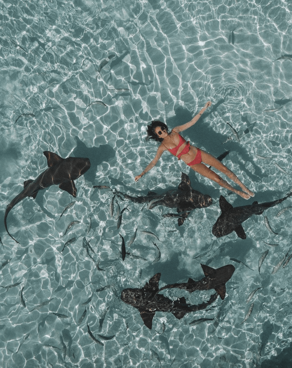Багамские острова акулы