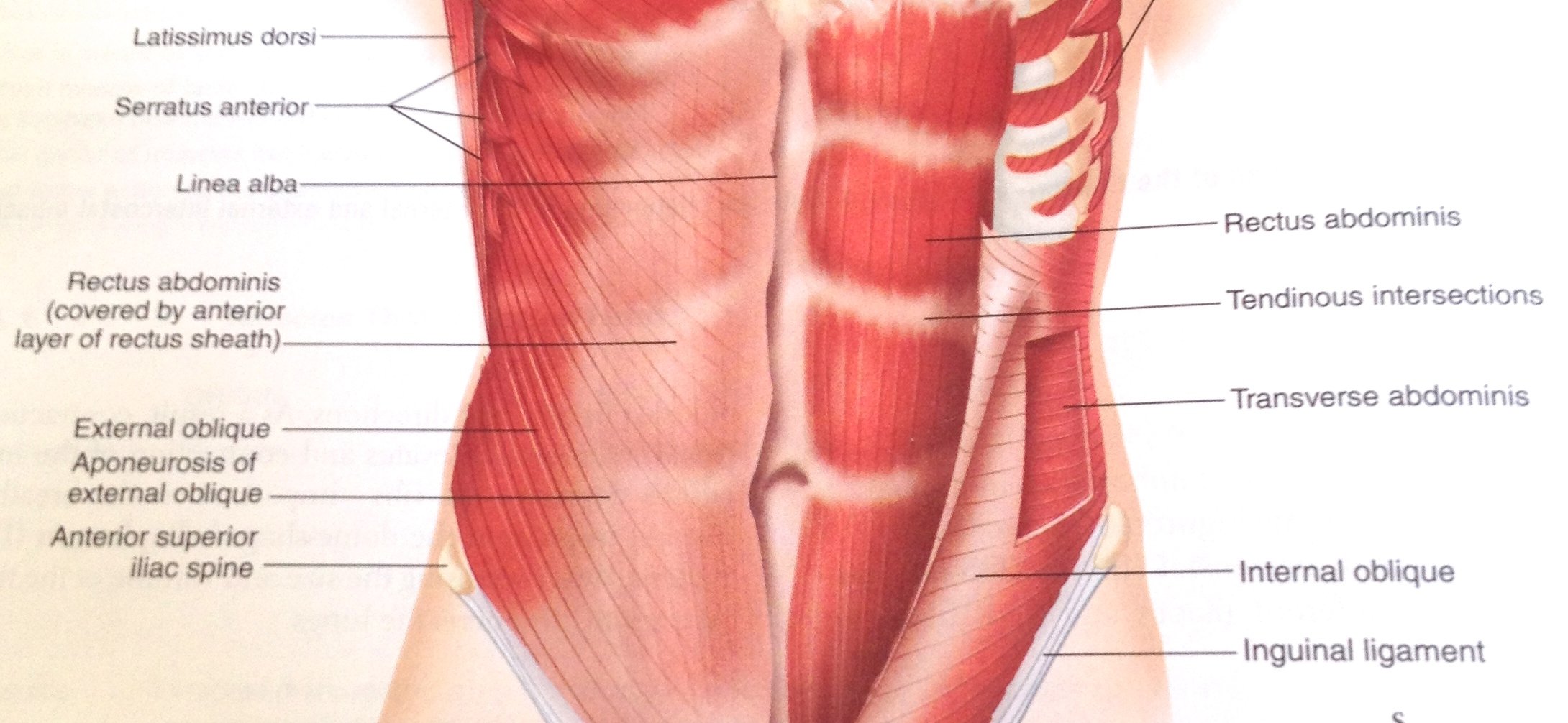 Dolores musculares en el abdomen
