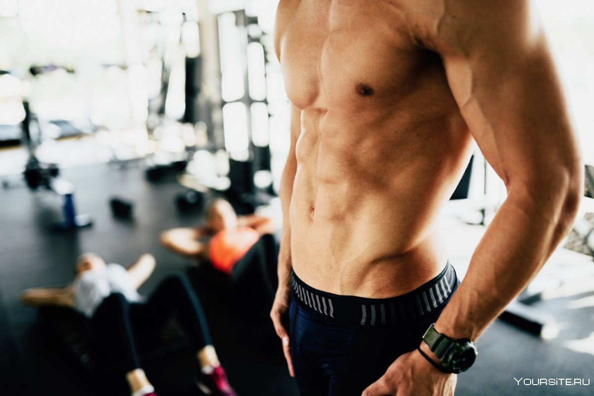 Поперечная мышца живота (m. transversus abdominis)