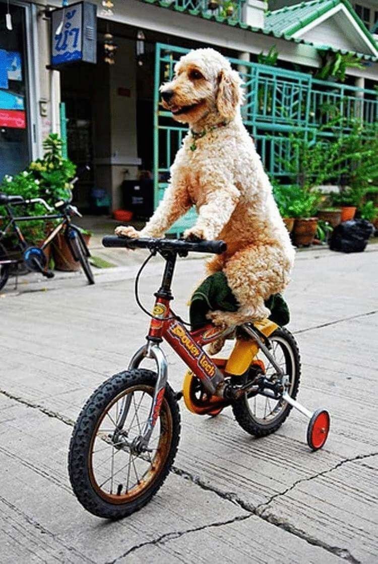 Собака на велосипеде