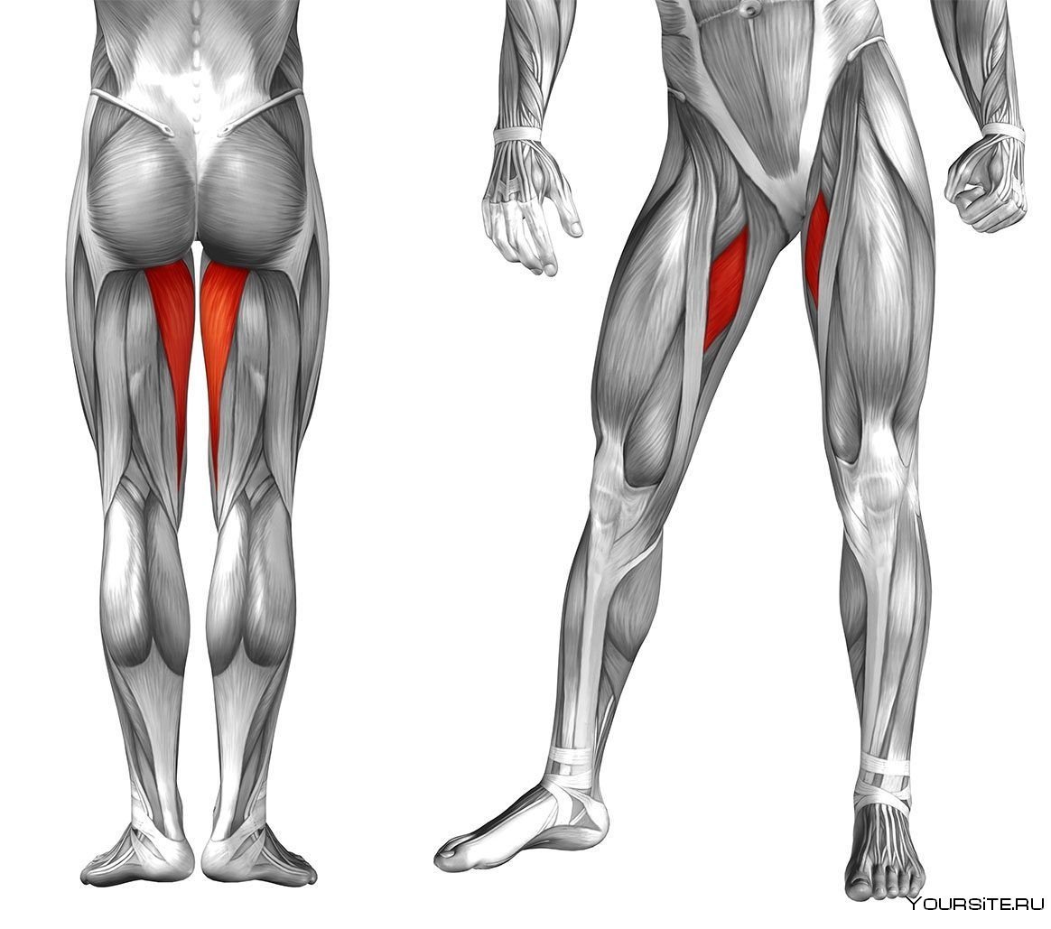 Мышцы хамстринги анатомия
