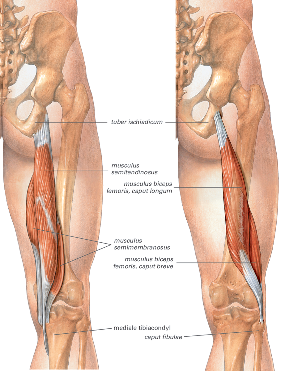 Двуглавая мышца бедра - musculus biceps femoris