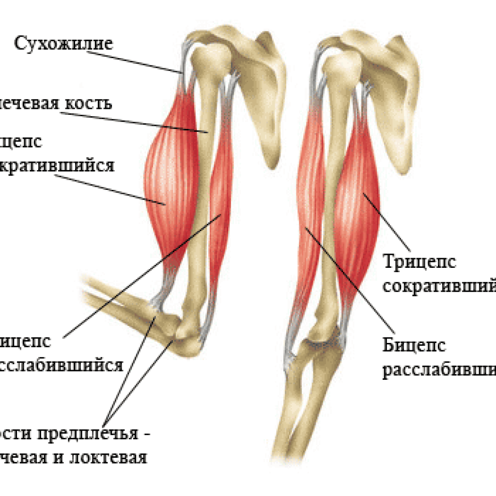 Двуглавая мышца бедра