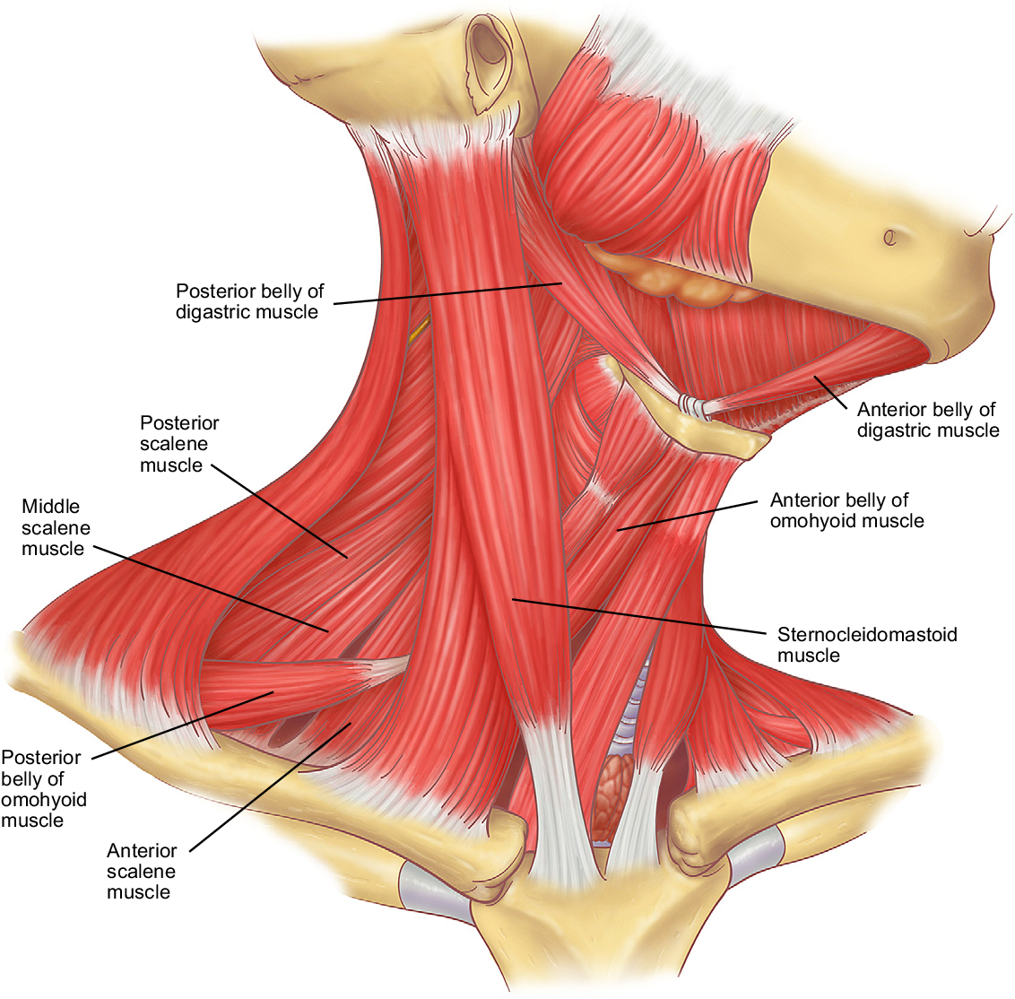 Кивательные мышцы шеи анатомия